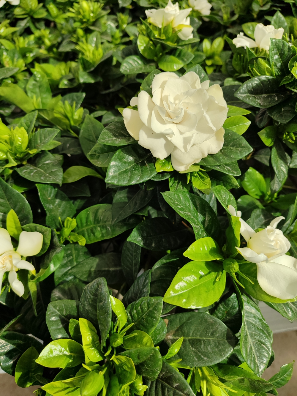 gardenia dett